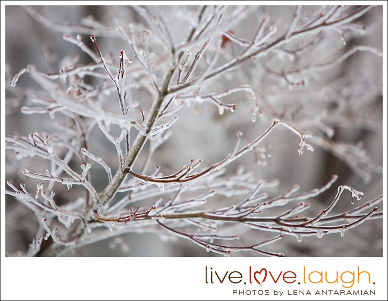 Fine art ice image